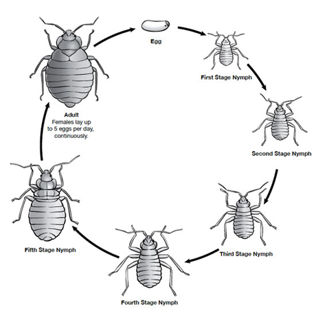 bed bugs life cycle